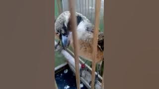 CENDET TROTOL BELAJAR BUNYI