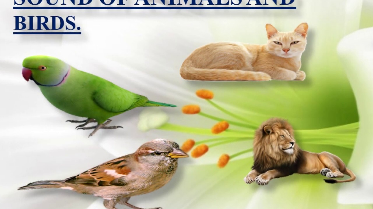 SOUND OF ANIMALS AND BIRDS YouTube