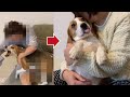 【Vlog vol.37】天使と悪魔が共存している愛犬 #beagle #doglover #dog #ビーグル #天使と悪魔