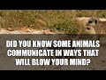 5 Bizarre Animal Communication Secrets Revealed #shorts