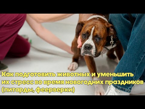 Видео: Как обезопасить свою птицу во время праздников