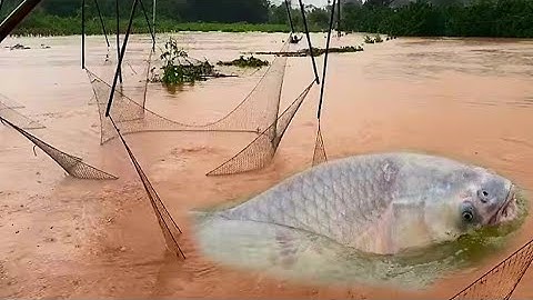 Mưa bão cả làng ra sông cất vó được toàn cá to các ao cá ngập tràn ra sông 