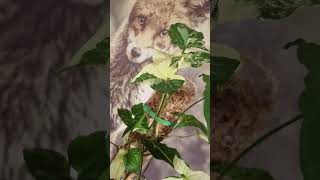 Syngonium Albo Variegata Verpotten Repotting Syngonium Albo Variegata