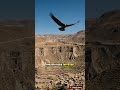 Cañón del Colca: uno de los más profundos del mundo