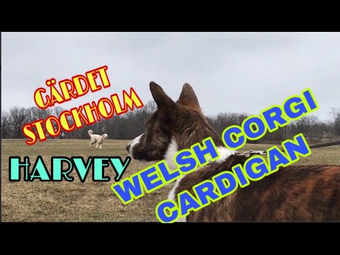 Video: Ukweli 5 Wa Mambo Ya Kufurahisha Kuhusu Cardigan Welsh Corgi