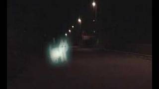 The Ghost Of My Cat