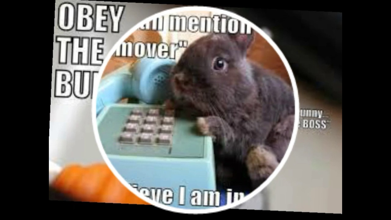 Funny Bunny Memes And Photos YouTube