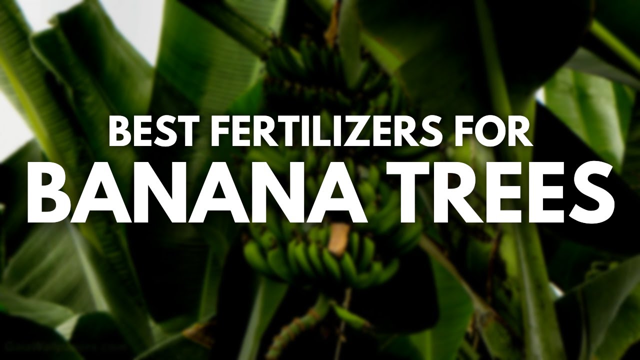 Best Fertilizer for Banana Trees - Bigger, Tastier and Healthier - YouTube