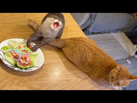 ひな祭りにちらし寿司をカワウソと猫がくっつきながら食べ散らかす！ otter and a cat stick together while eating sushi on Hina Matsuri!