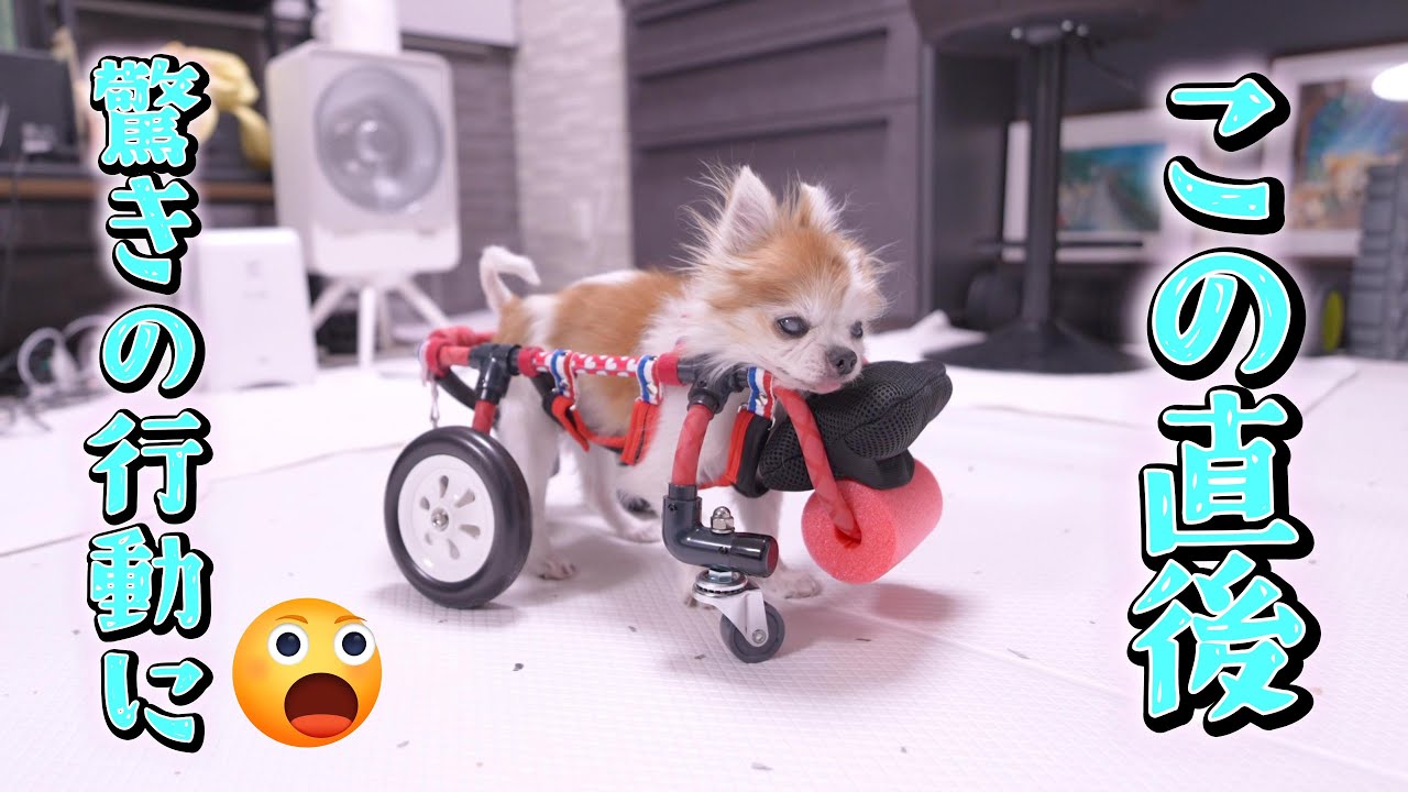 Shocking conclusion] 17-year-old Chihuahua grandma shows off