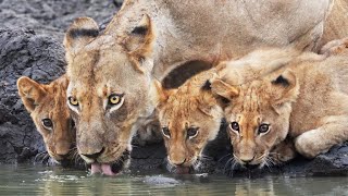 Lions Take Pride in Three Adorable Cubs | 4K | Zimbabwe | Wild Travel | Robert E Fuller
