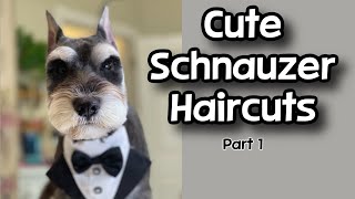 Cute Schnauzer Haircuts! Part 1. Dog Grooming tips. by Grande Style Dog Grooming  4,880 views 3 months ago 1 hour, 32 minutes