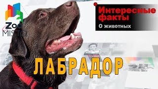 Лабрадор - Интересные факты о породе