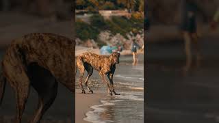 Running on the sand beach #greyhound #greyhounds #galgo #galgos #runningdog #dogrun