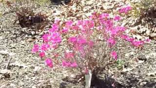 SFA Ruby M. Mize Azalea Garden