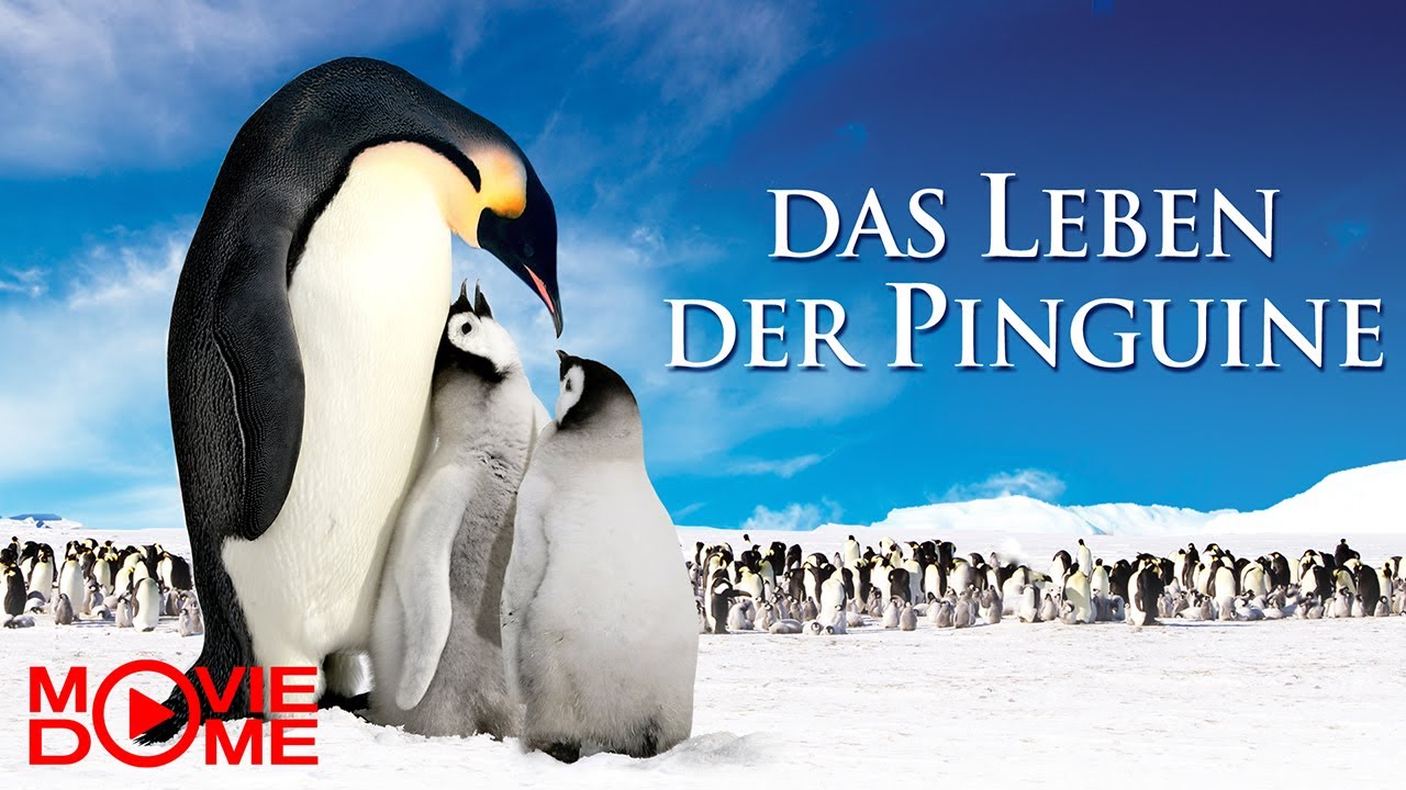 Das Leben der Pinguine - Jetzt den ganzen Film kostenlos schauen in HD bei Moviedome