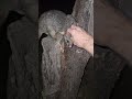 completely wild possum in the yard 🤷🏼‍♂️
