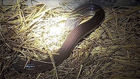 Bẫy Rắn Mối Về Cho Rắn Hổ Hành Ăn