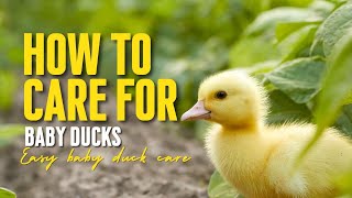 How to Care for Baby Ducks