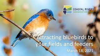 Attracting Bluebirds to your Fields and Feeders