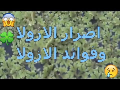 فيديو: ما هو المقصود بالآزولا؟