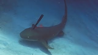 ฉลามตัวนี้โดนมีดปักกลางหัว..จนมันต้องตัดสินใจทำแบบนี้