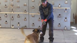 Retired officer trains K9s in the Flathead for drug searches
