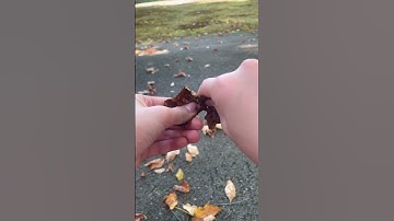 Day 5 #asmr #4urpage #fall #leaves