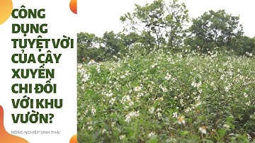 Công dụng TUYỆT VỜI của cây xuyến chi đối với khu vườn có thể bạn chưa biết | Nông nghiệp sinh thái