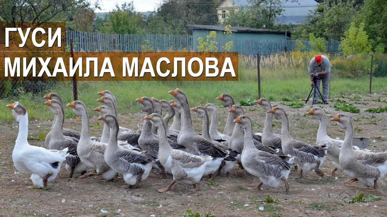 ХОЛМОГОРСКИЕ ГУСИ. Птицевод Михаил Маслов