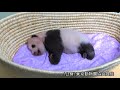 赤ちゃんパンダ、生後２カ月ではいはい