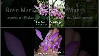 Dendrobium Rose Marie dan Sarie Marijs (dulu Rosemary) shorts