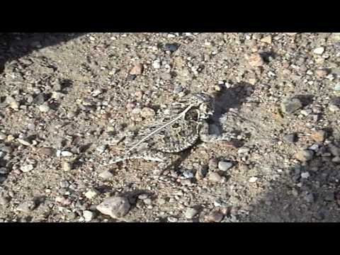 lizard skin grips SE Colorado Herping