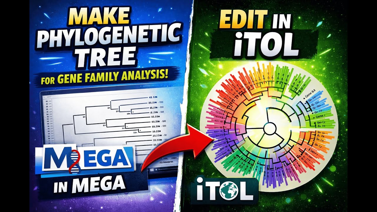 Genome-Wide Phylogenetic Tree Construction in MEGA | Tree Editing in iTOL