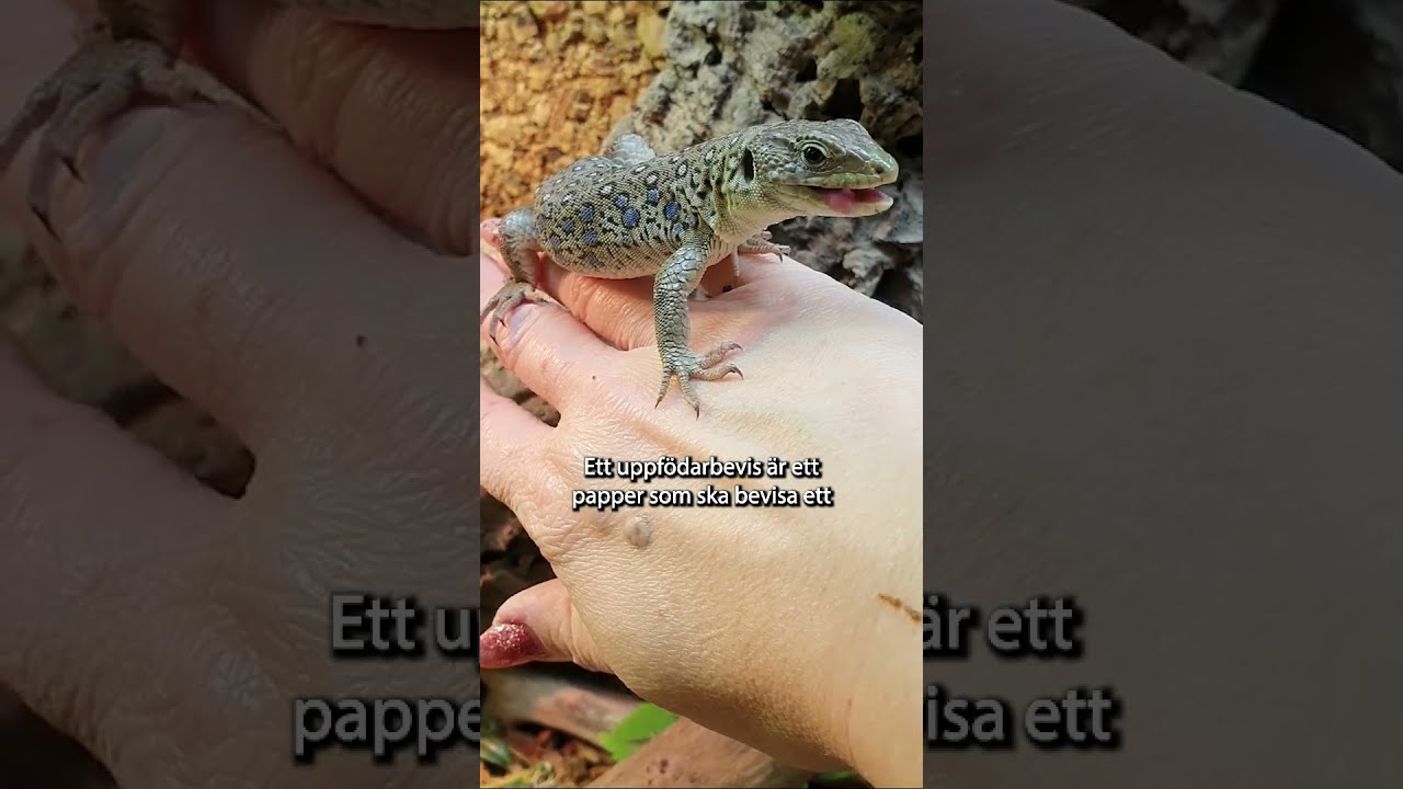 Vad är ett uppfödarbevis?