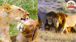 【ライオンたちのじゃれ合い集】サバンナの重戦車・バッファローを狩るライオンたちの強さの秘密オスしかいない珍しい群れも羽仁進のマザーアフリカ③【どうぶつ奇想天外WAKUWAKU】