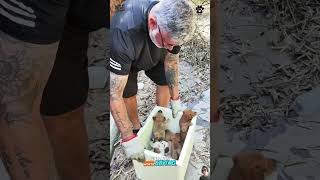 From Abandoned to Loved 🐶❤️ The Most Emotional Dog Rescue Stories