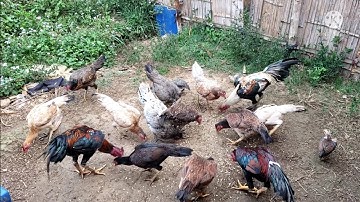 coj nej mus saib kuv cov qaib kuv yuav tua rau kuv tab zag noj nyob zaum hli