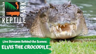 LIVE WITH ELVIS THE CROCODILE | AUSTRALIAN REPTILE PARK