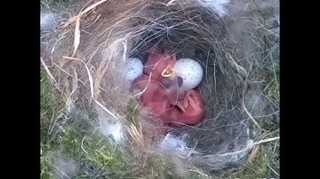 From empty nest to first egg in less than 8 minutes! - BlueTit nest box live camera highlights 2023