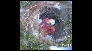 From empty nest to first egg in less than 8 minutes! - BlueTit nest box live camera highlights 2023