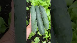 4 Midsummer Vegetable Garden Tips | Nikki Jabbour