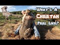 What&#39;s A Cheetah Feel Like? Back Head Chest Tail Ear Legs Paw Claw | Scruffing A BIG &amp; Small Cat 4K