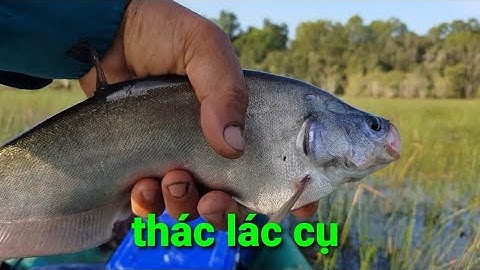 câu nhấp cá thác lác rừng tràm , năng dầy đặc, toàn hàng khủng @TAMCARO