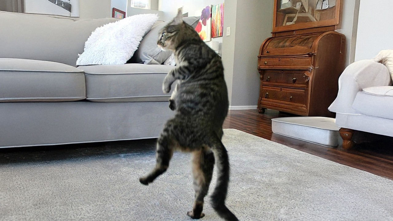 Когда кошки превращаются в королев драмы 😹