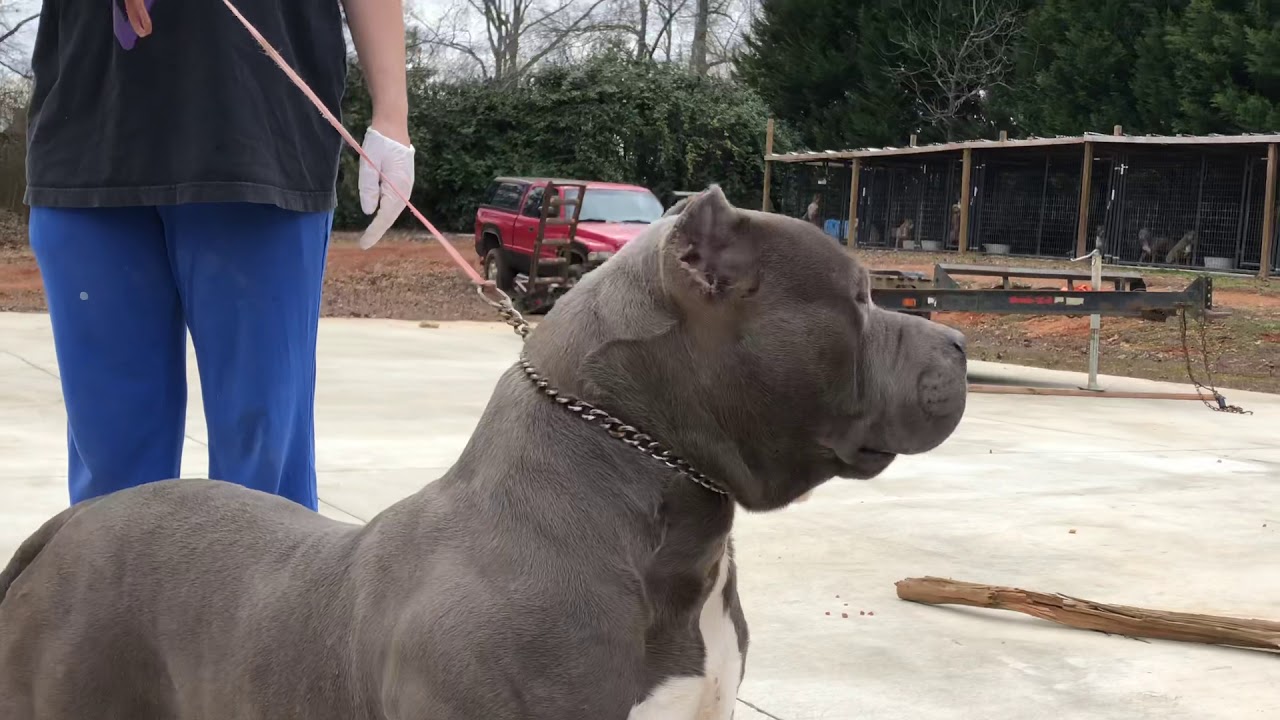 blue nose pitbulls for sale