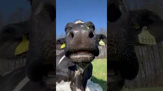 القرة الراقصة | البقرة الحلوب | بقرة العيد |  بقرة |  the cow