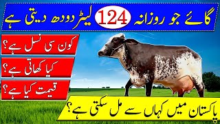 Girolando U0026 Holstein Friesian Cross Cow Marlia Detail Highest Milk Yielder Cow In The Worlddairy