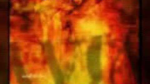 القارئ /عبدالرحمن شوقي