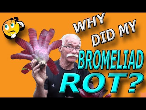 Video: Wat is er mis met mijn bromelia – Problemen met veelvoorkomende bromelia's oplossen